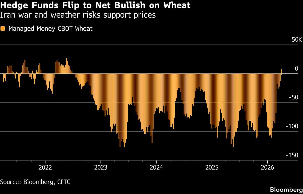 Hedge Funds Turn Bullish on Wheat for First Time in Four Years