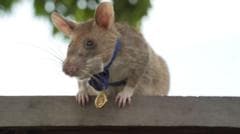 Cambodia unveils statue to honour famous landmine-sniffing rat